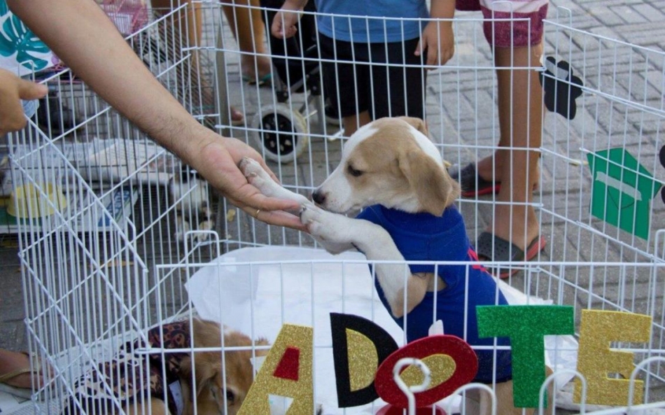 Feira de Adoção em Araçariguama busca novos lares para cães e gatos nesta quinta-feira (5)