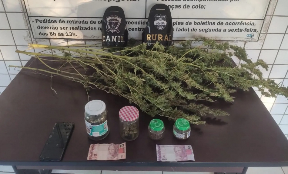 GCM de Tatuí Apreende Plantação de Maconha no Bairro Americana
