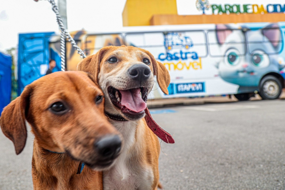 Itapevi abre inscrições para Campanha de Castração Gratuita de Cães e Gatos