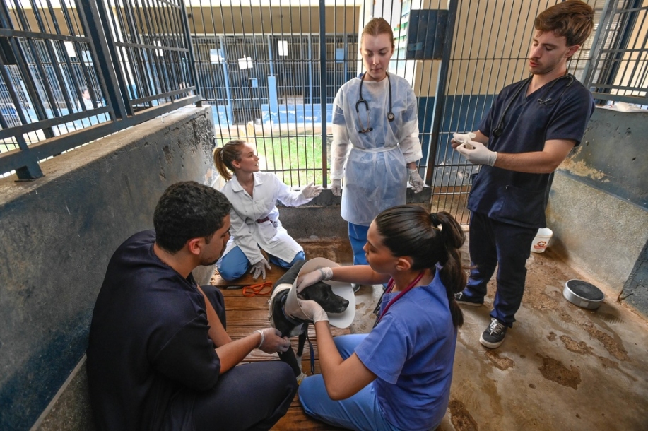 Mutirão garante atendimento veterinário a mais de 100 animais no DPBEA