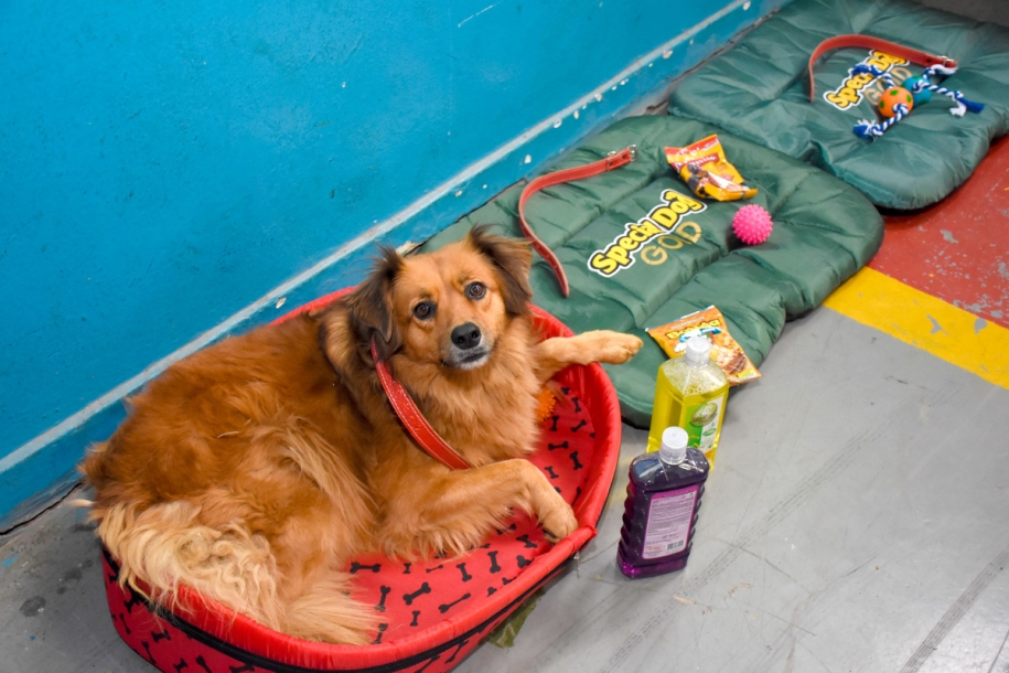 Prefeito Kauan Berto lança ferramenta digital para adoção de pets em Cajamar