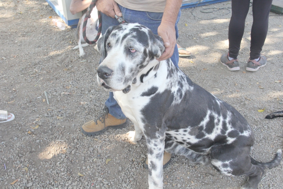 Castração de cães e gatos terá agendamento entre dias 15 e 20 