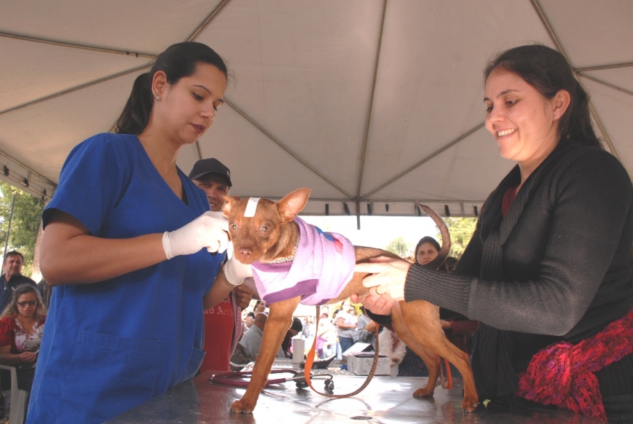 Mais de 160 animais são atendidos no mutirão de castração