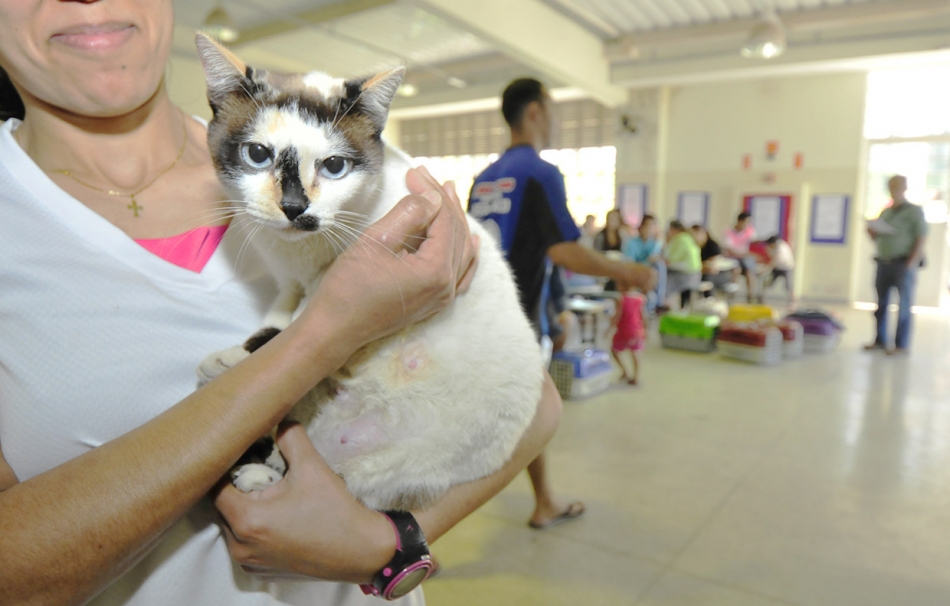 Secretaria da Saúde de Parnaíba realizou 2.400 castrações em 2016