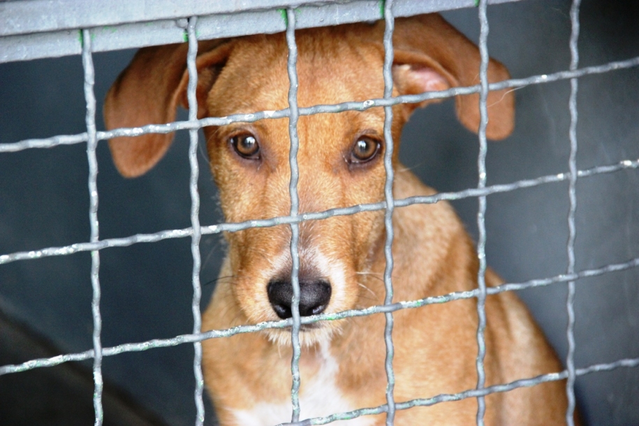 Barueri realiza feira especial de adoção responsável neste sábado