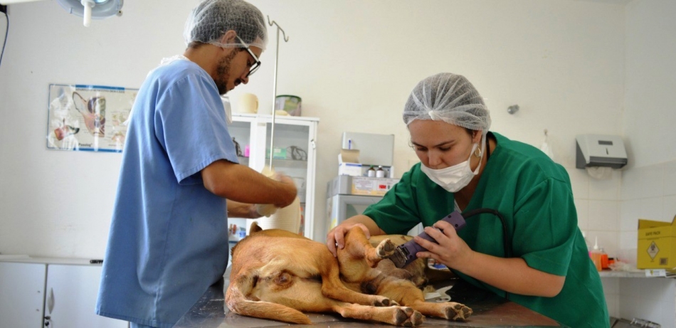 Jordanésia recebe mutirão para castração de cães e gatos