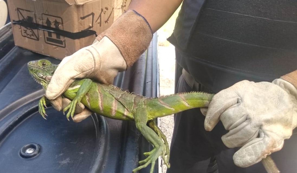 Guarda Ambiental intensifica cuidados na preservação em Barueri
