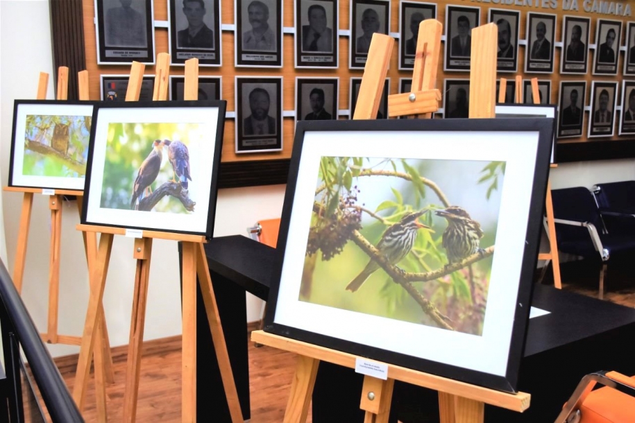 Câmara de Parnaíba recebe exposição fotográfica de Aves