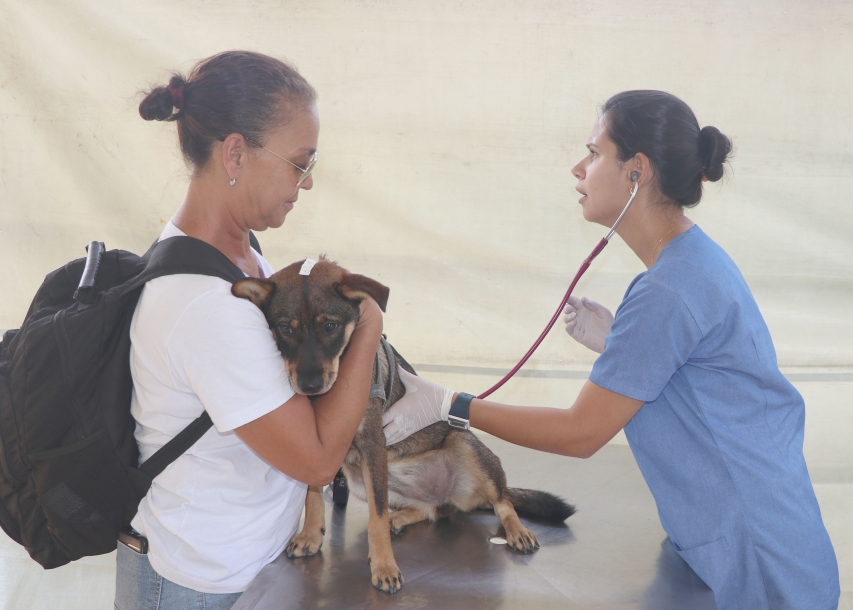 Barueri já castrou cerca de 11 mil animais domésticos desde 2017 