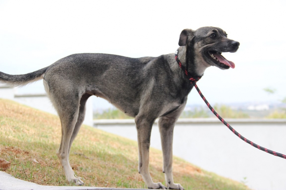 Recolhimento seletivo de animais atendeu cerca de 900 bichos
