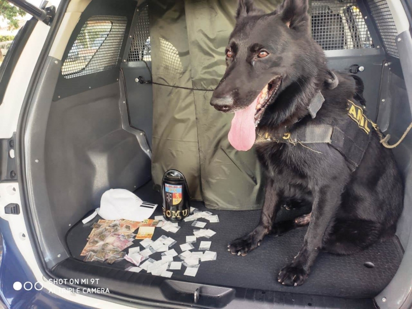 Canil da GMC de Barueri auxilia no combate a crimes na cidade
