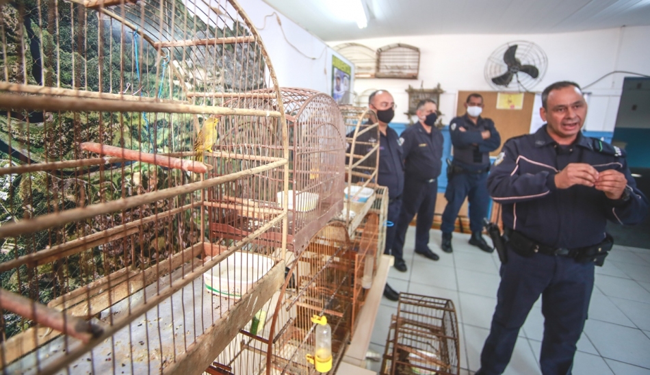 Guarda de Parnaíba realiza a apreensão de animais silvestres