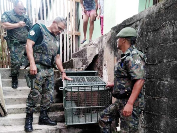 Guarda Civil Ambiental resgata animais silvestres em risco