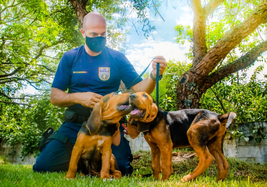 Canil da Guarda ganha reforço para encontrar desaparecidos  