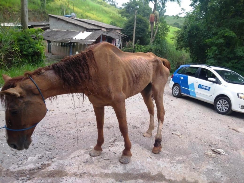 Cavalo resgatado em Barueri estava com sinais de maus tratos