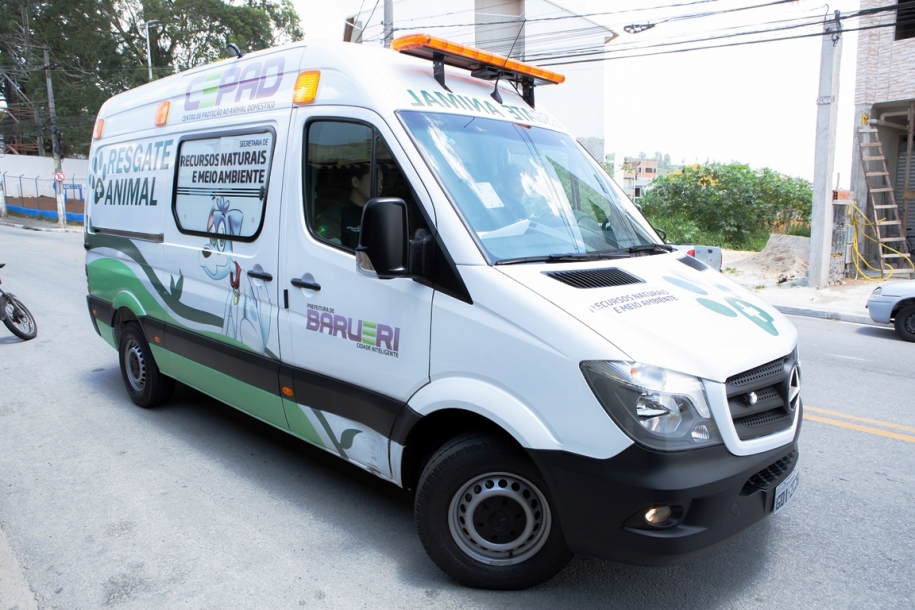 Resgate animal registra 205 atropelamentos de pets em 2020