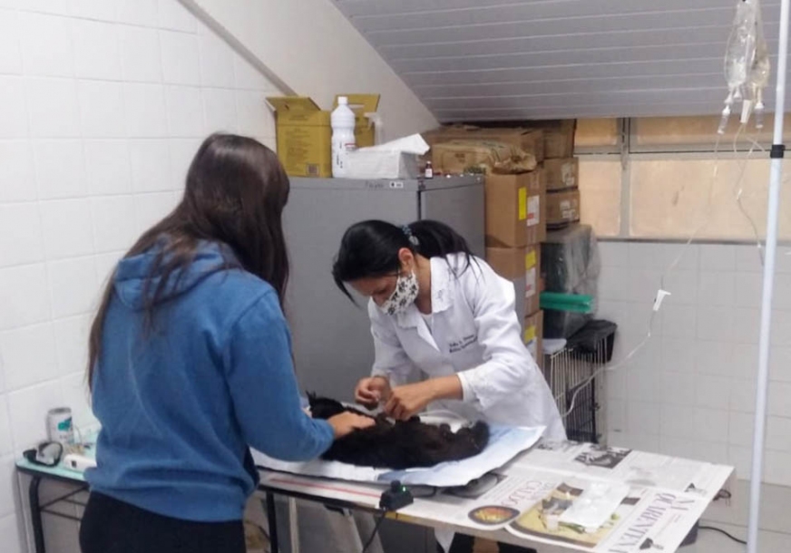 Programa Saúde Animal resgata gato vítima de maus tratos