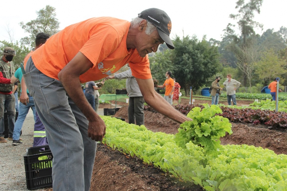 Projeto Horta da Gente faz primeira colheita em 2021