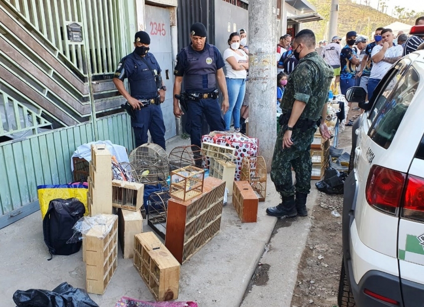 Operação da GCM e Polícia Militar  Ambiental resgata mais de 100 pássaros