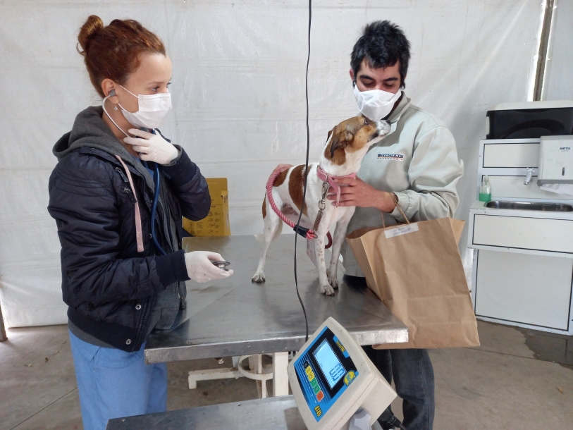 Meio Ambiente abre 600 vagas para castração de cães e gatos