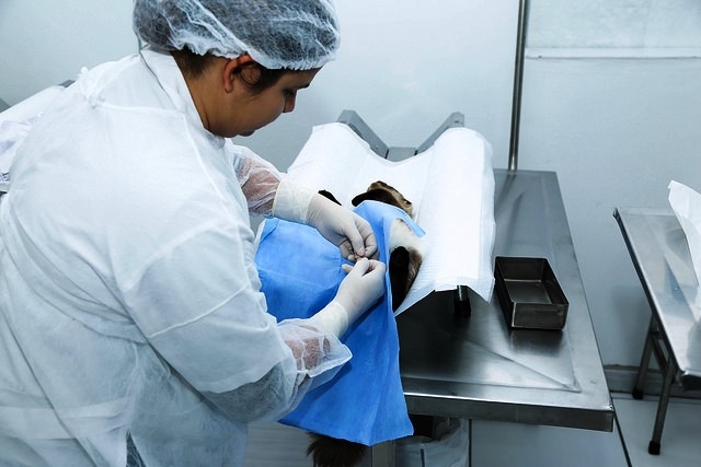 Osasco terá serviço gratuito de castração animal 