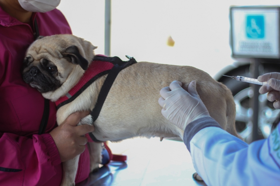 Controle de Zoonoses ainda tem vagas para a vacina antirrábica 