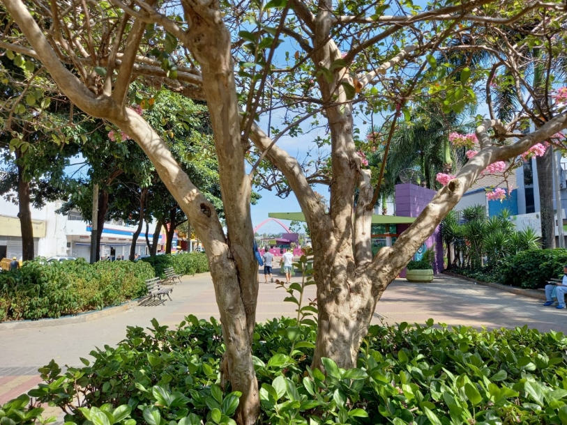 Barueri possui Lei que concede muda de planta por nascimento