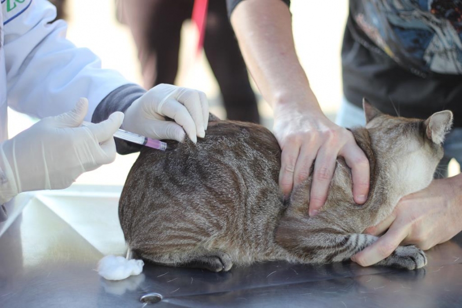 Barueri comemora Dia Mundial contra a Raiva sem mortes de animais 