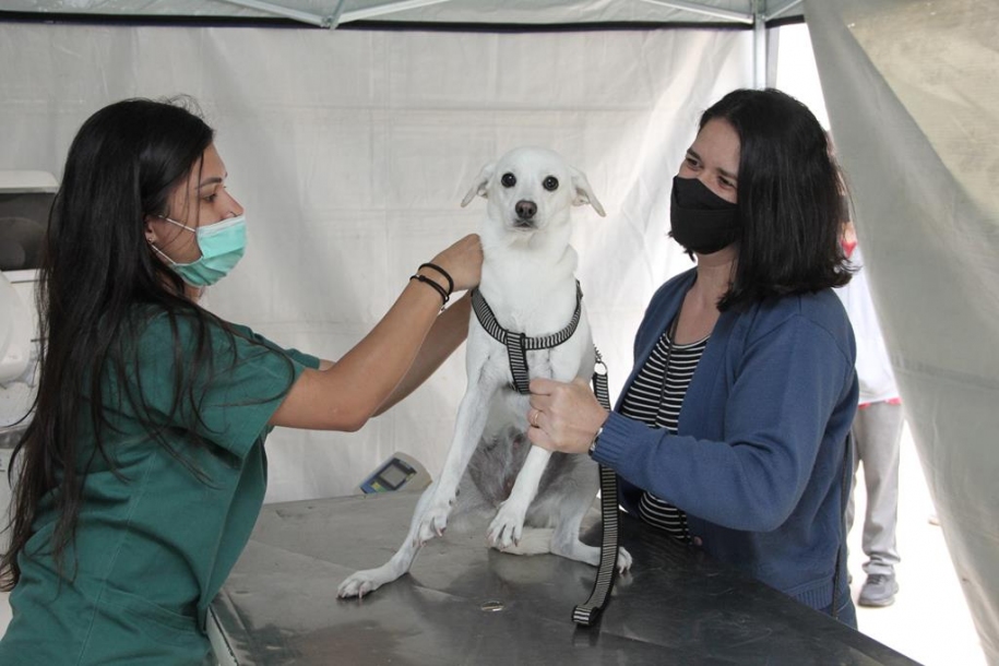 Mutirão de castração em Barueri retorna nesta quarta-feira (23)