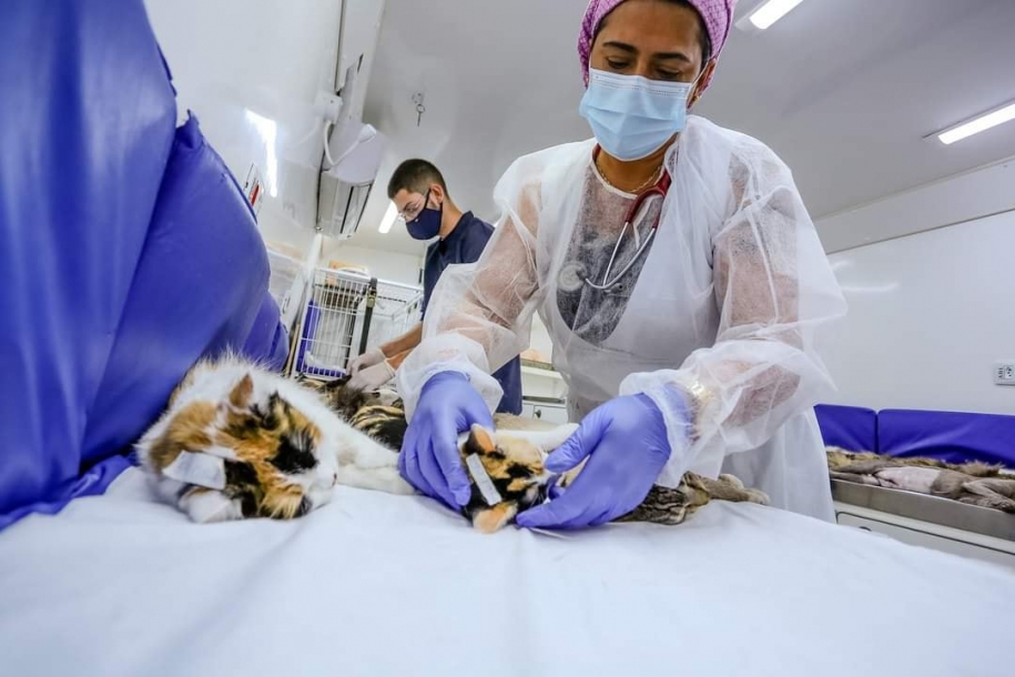 Santana de Parnaíba promove cadastro para castração gratuita 