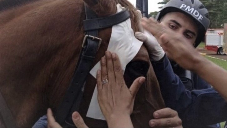 Cavalo agredido por vândalos precisa ser socorrido devido aos ferimentos