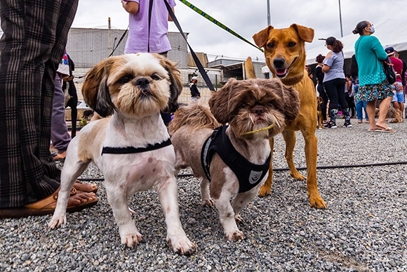 Parnaíba disponibiliza cadastro gratuito para castração de cães e gatos