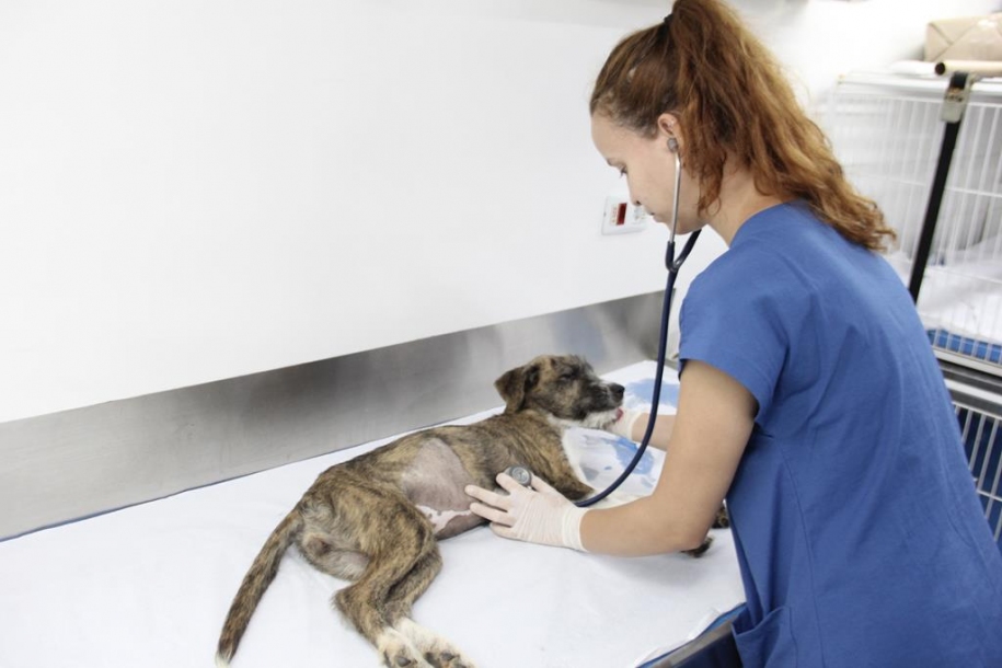 Barueri irá iniciar agendamento de castração de pets no dia 5 de abril