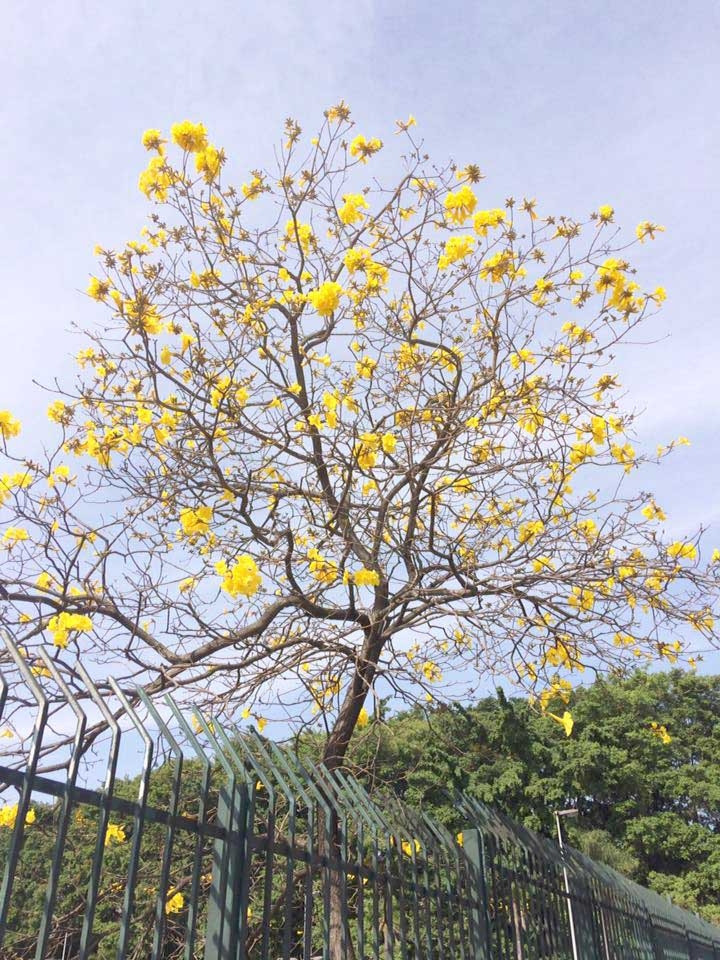 Meio Ambiente planta centenas de mudas de árvores no Parque Ecológico