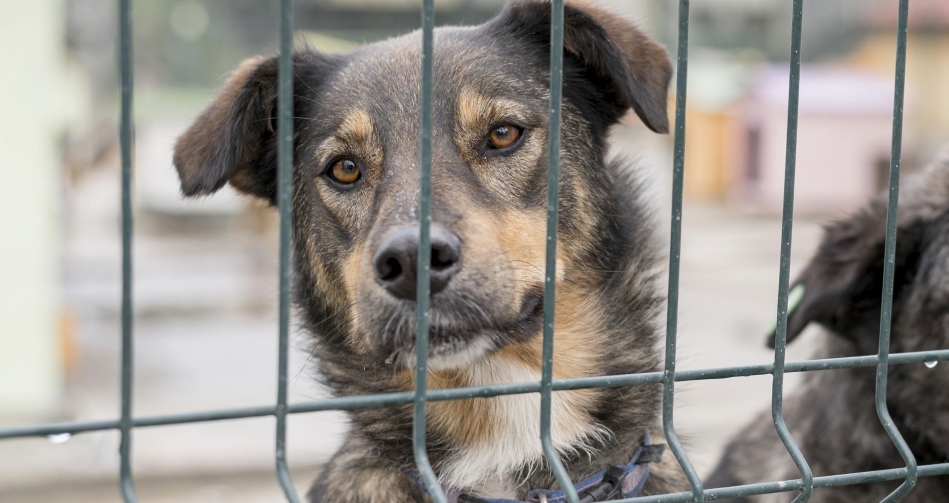 Programa Saúde Animal realiza campanha de combate aos maus-tratos contra animais em Cajamar