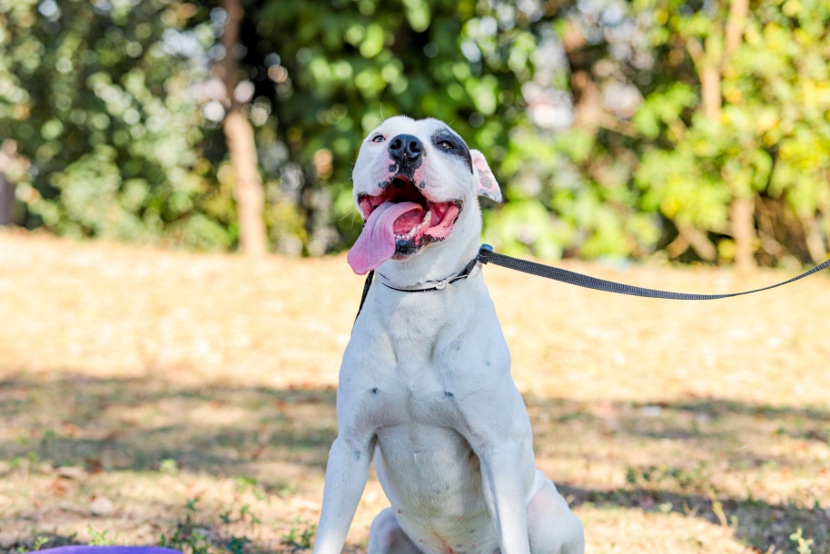Itapevi realizará Feira de Adoção de Animais no Ita Shopping Centro