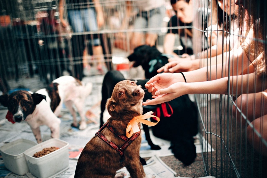 Jandira realizará nova edição da Feira de Adoção de Animais