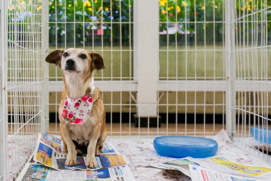 Itapevi promove mais uma edição da Feira de Adoção “Me Leva pra Casa”