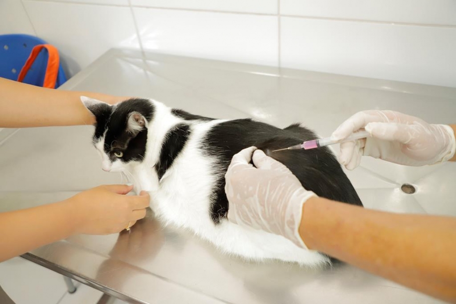 DTCZ segue nos postos para vacinar os pets contra a raiva em Barueri