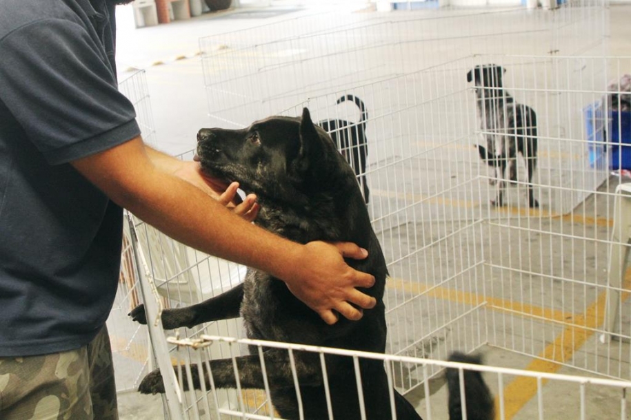 Feiras de Adoção de Pets movimentam Barueri durante todo o mês de junho